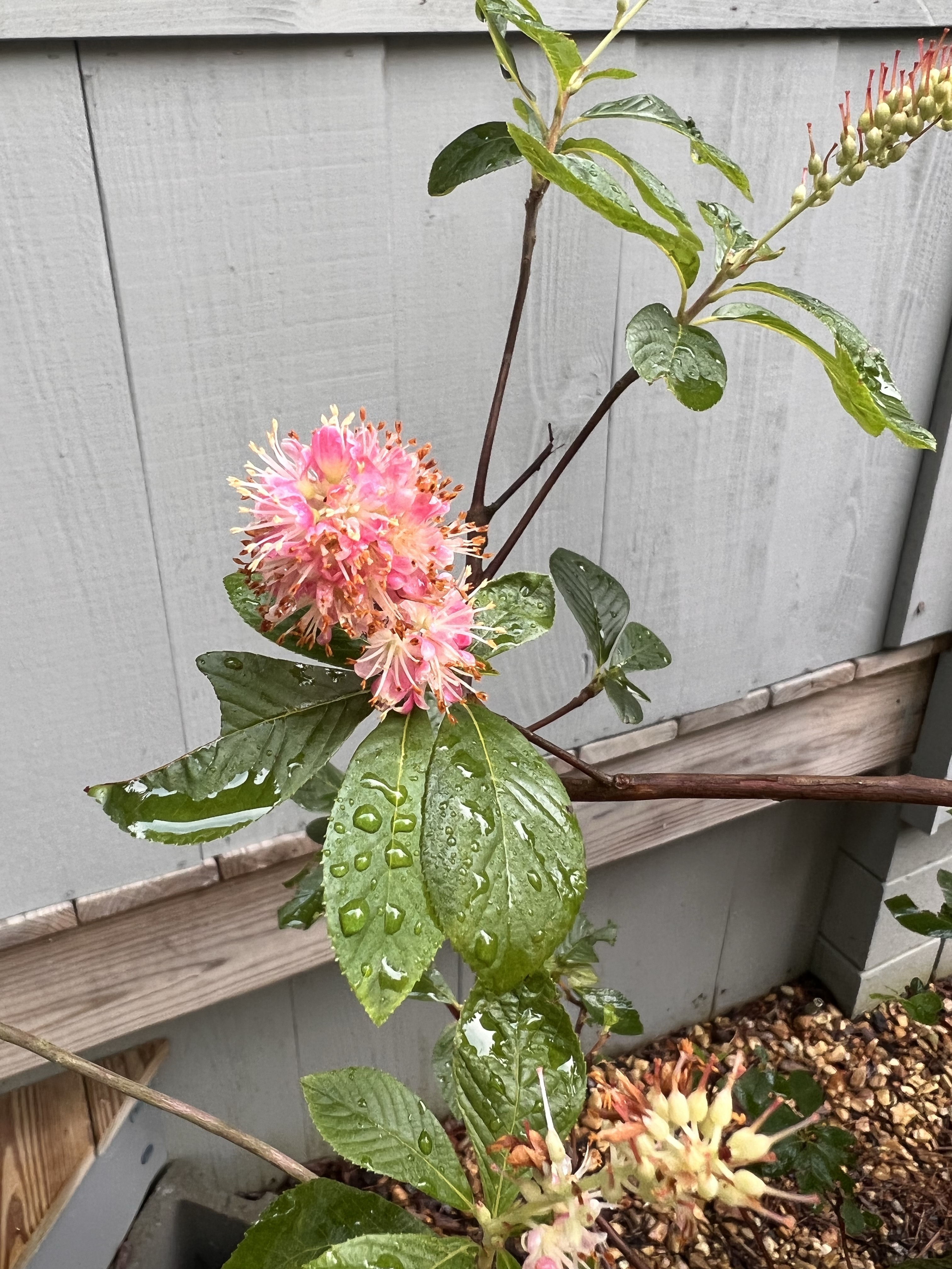 Summer Blooms are on the Wane