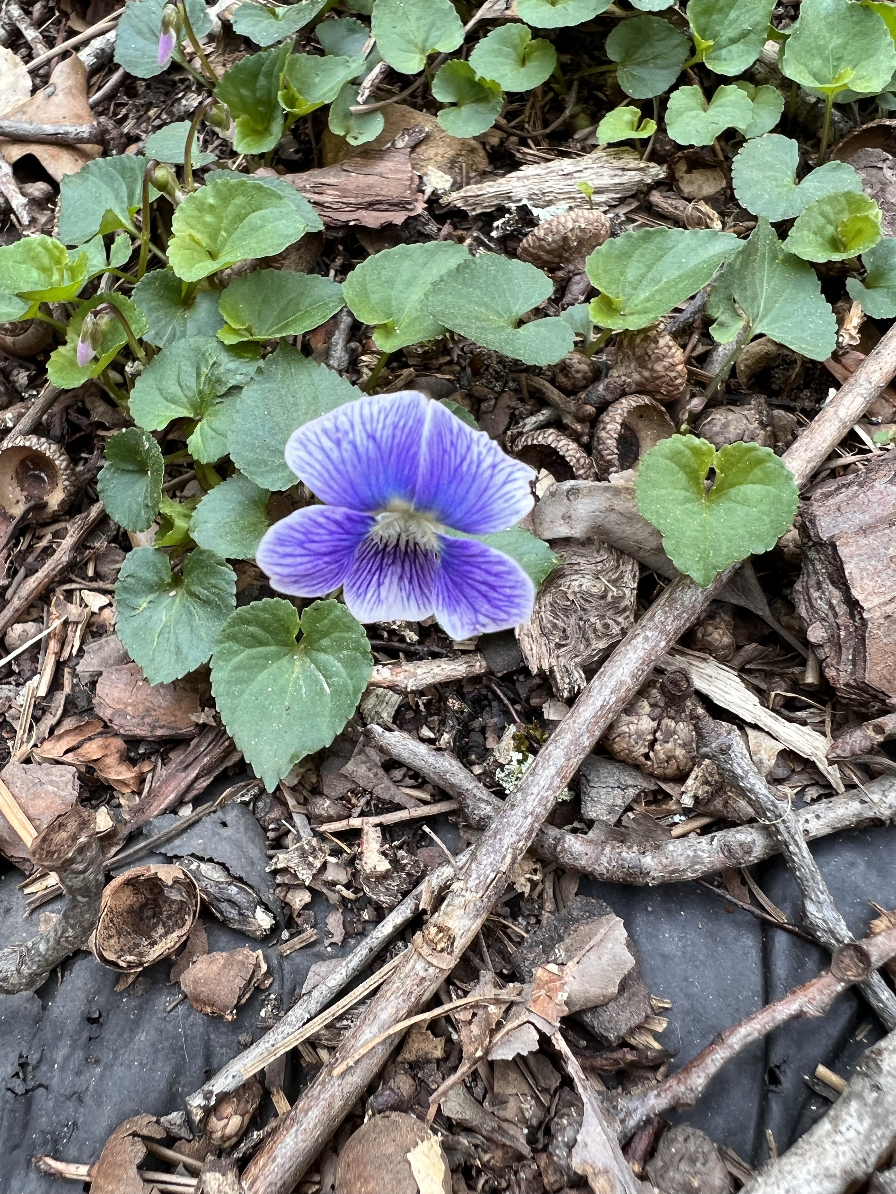 Late Winter 3 March 2023