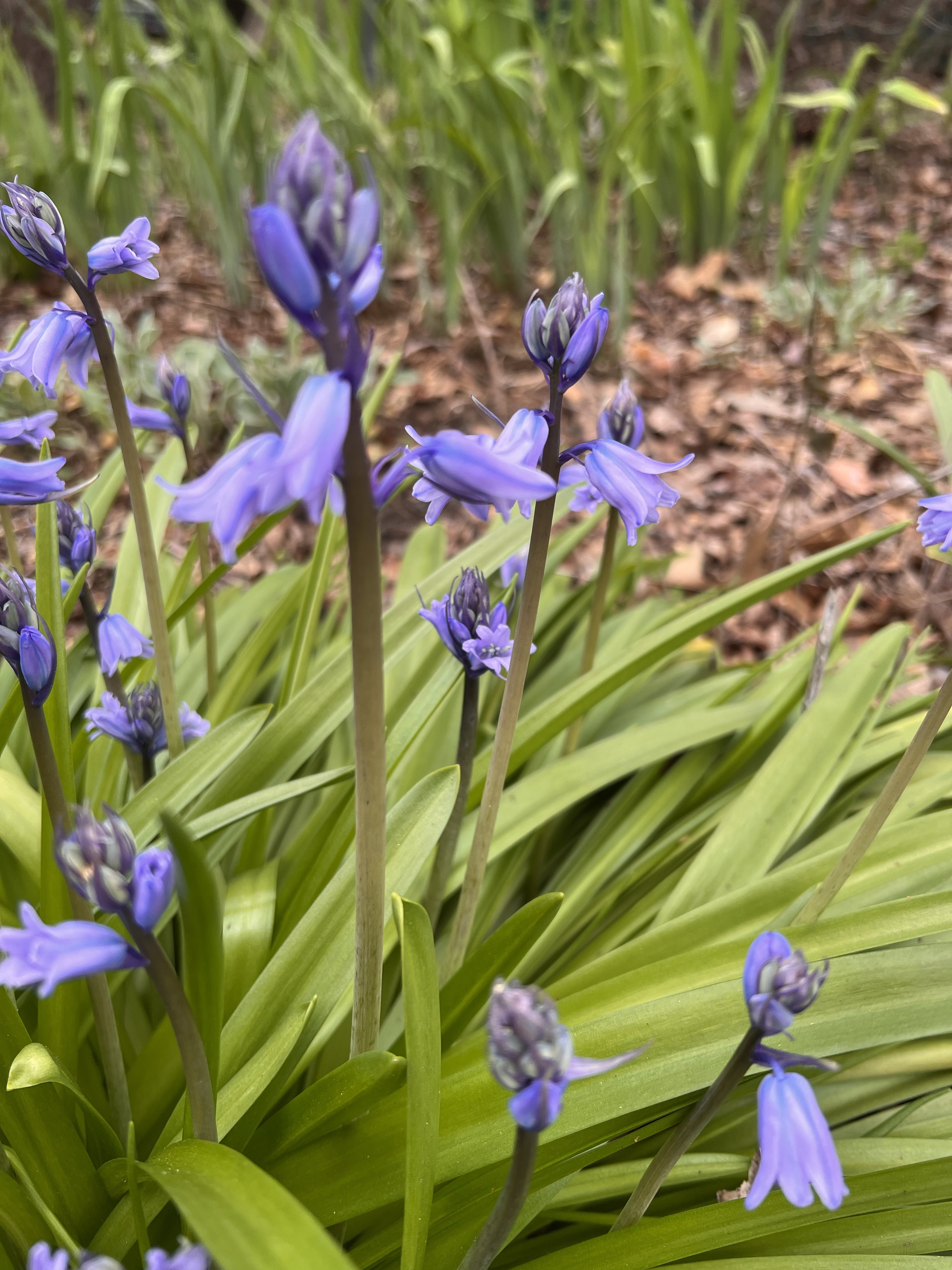 Its Finally Spring 31 March 2023