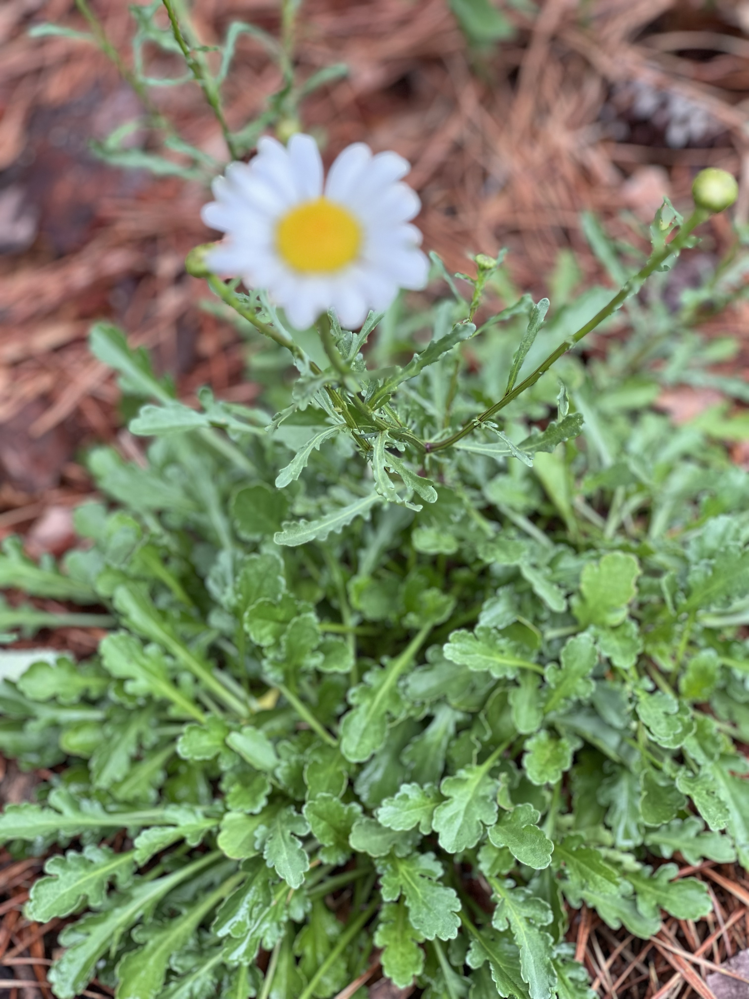 It is Spring 28 April 2023