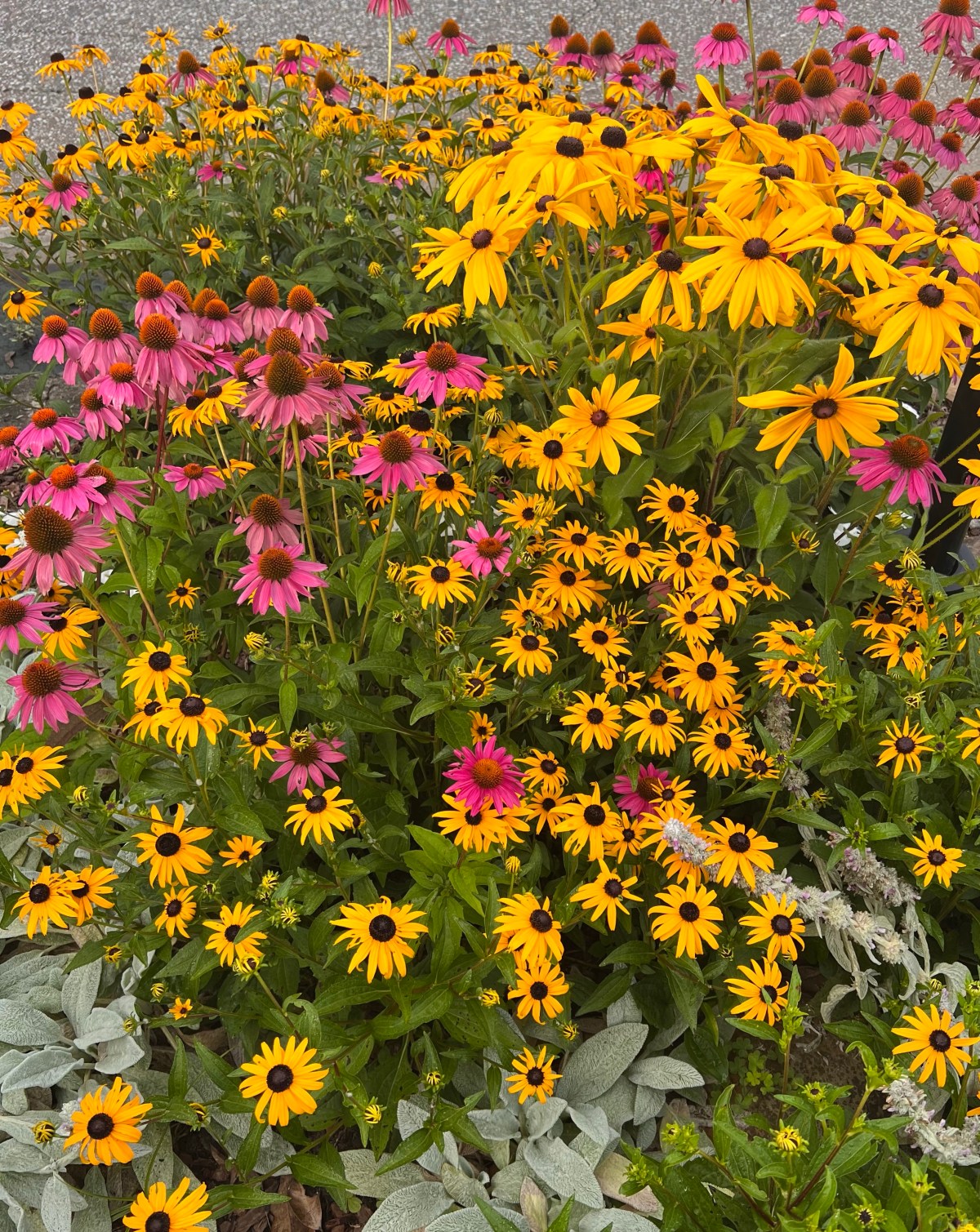 After the summer solstice 23 June&nbsp;2023