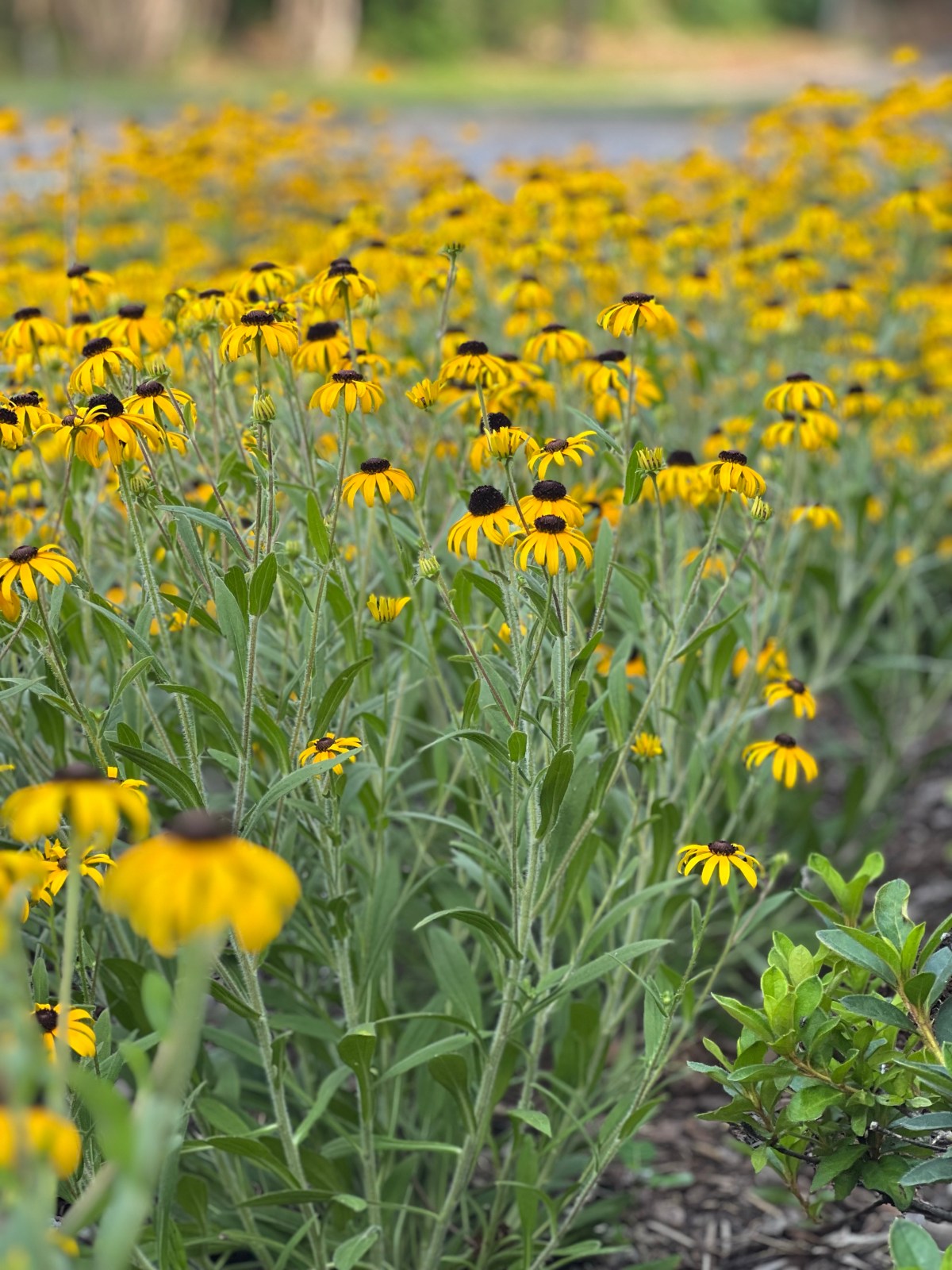 Summer Heat 4 August&nbsp;2023