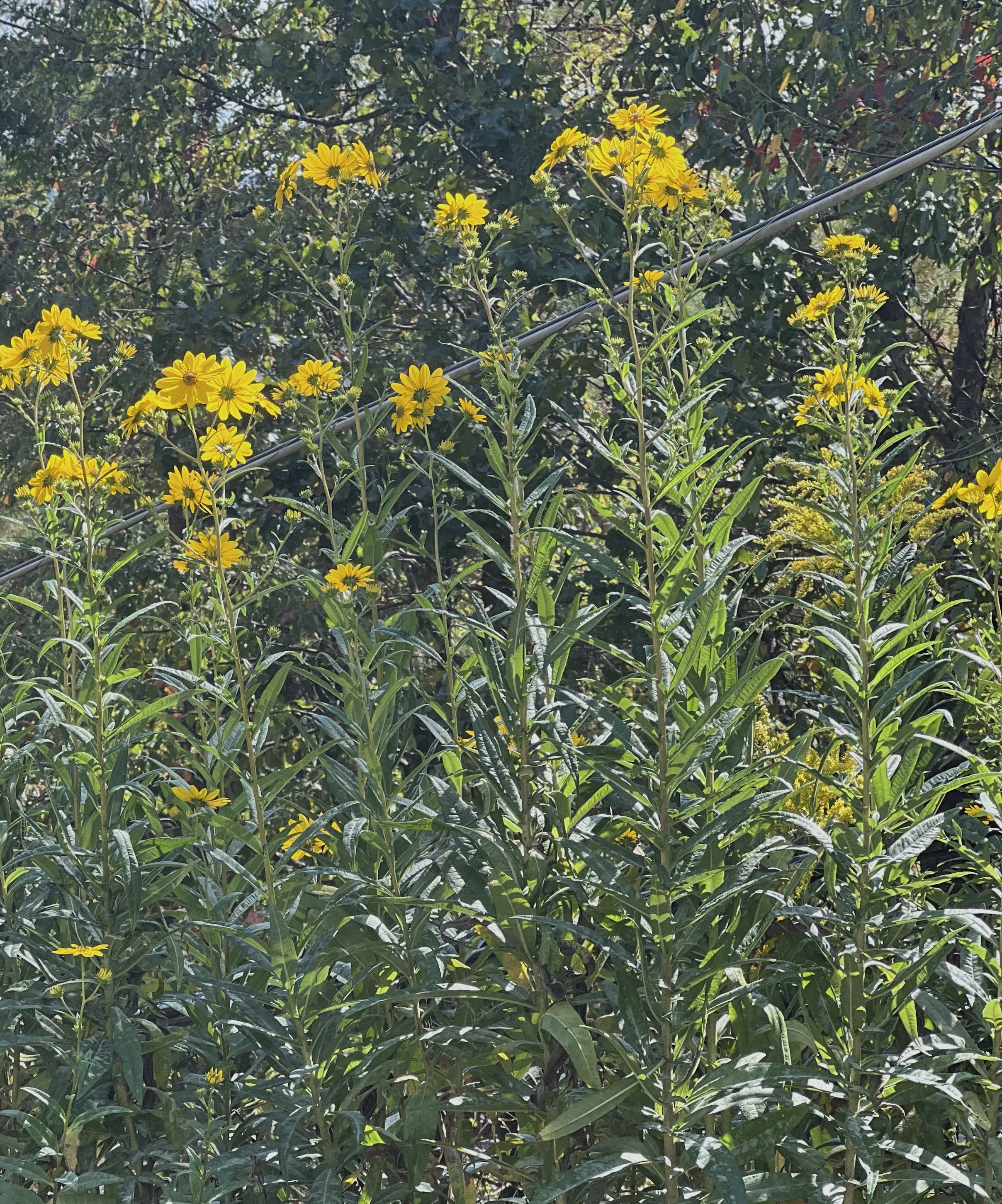 Fall Color 19 Oct 2023