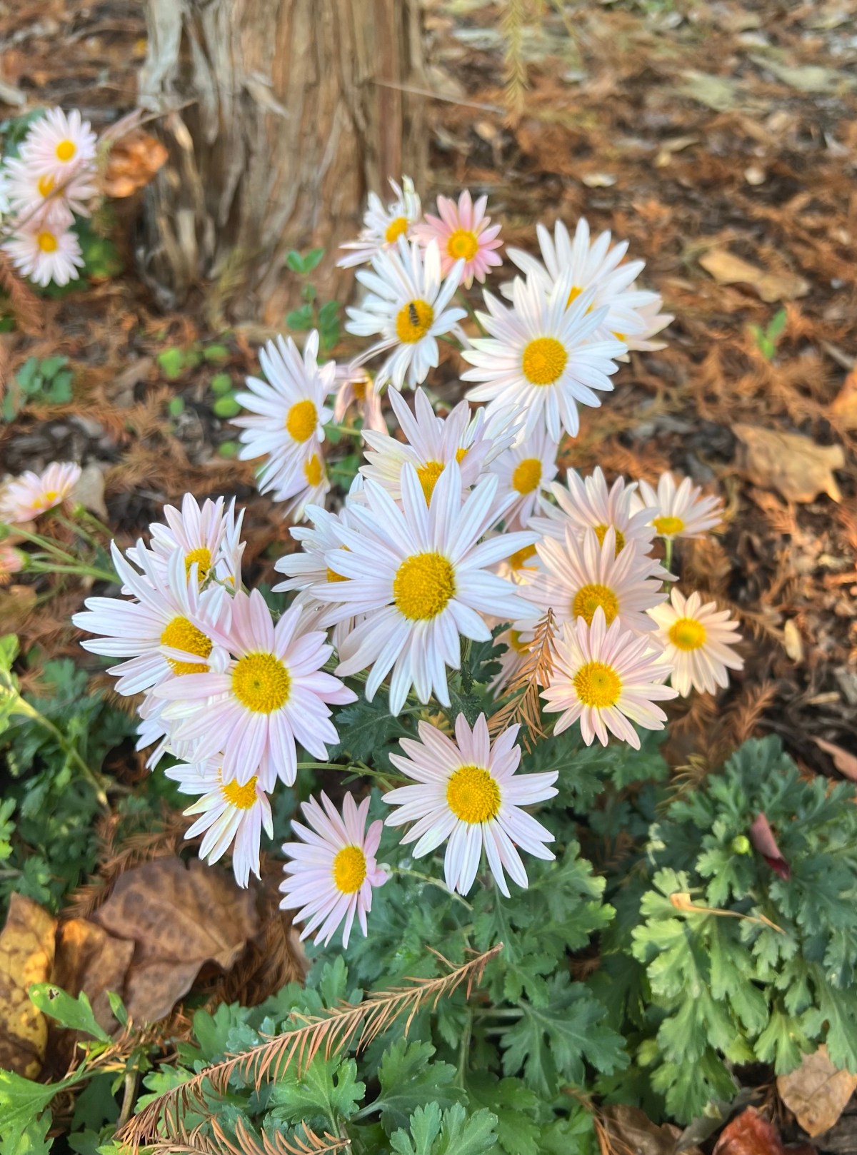 Fall Color Continues 27 Oct&nbsp;2023