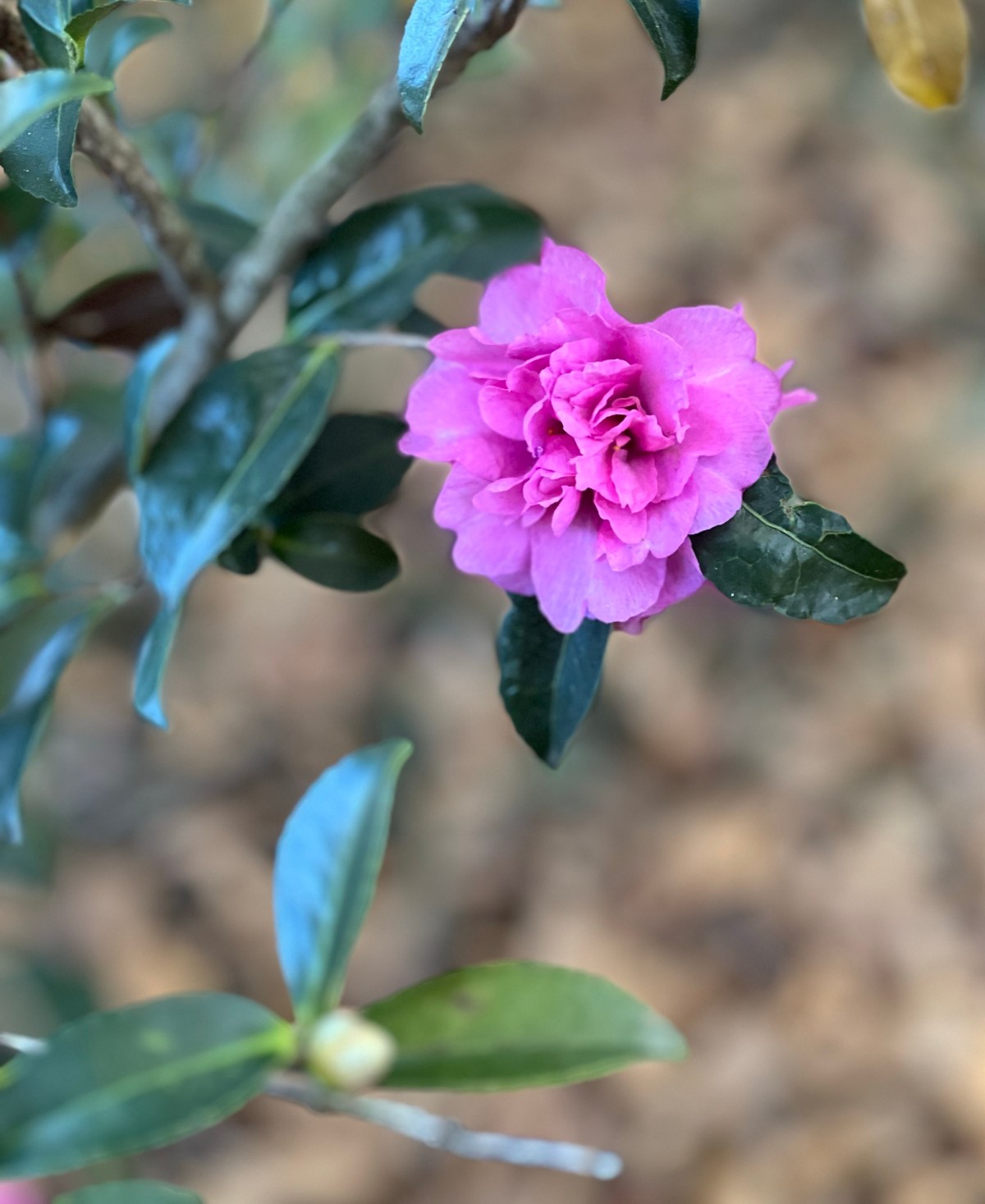 The Colors of Late Fall 3 Nov&nbsp;2023