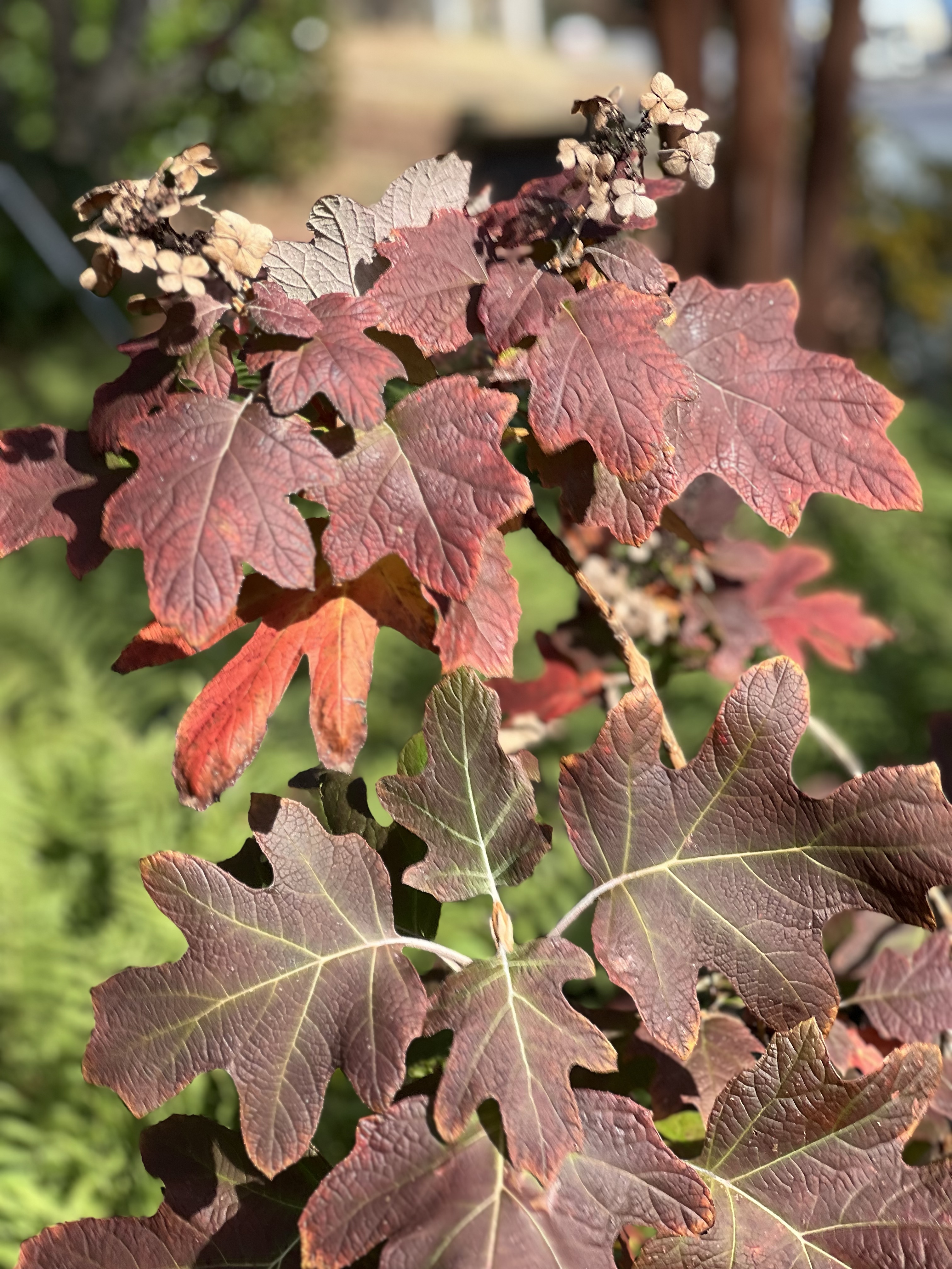 Late Fall Colors 8 Dec 2023