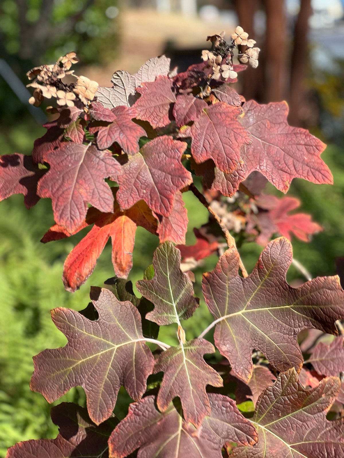 Late Fall Colors 8 Dec&nbsp;2023