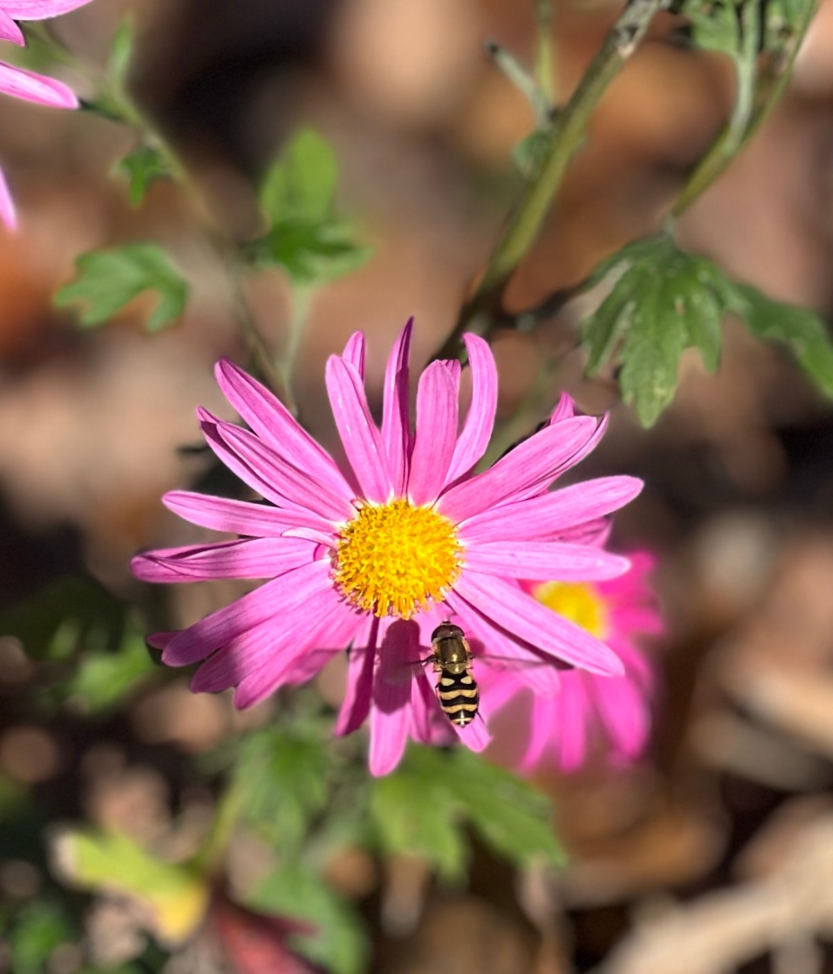 The Promise of Late Fall 15 Dec&nbsp;2023