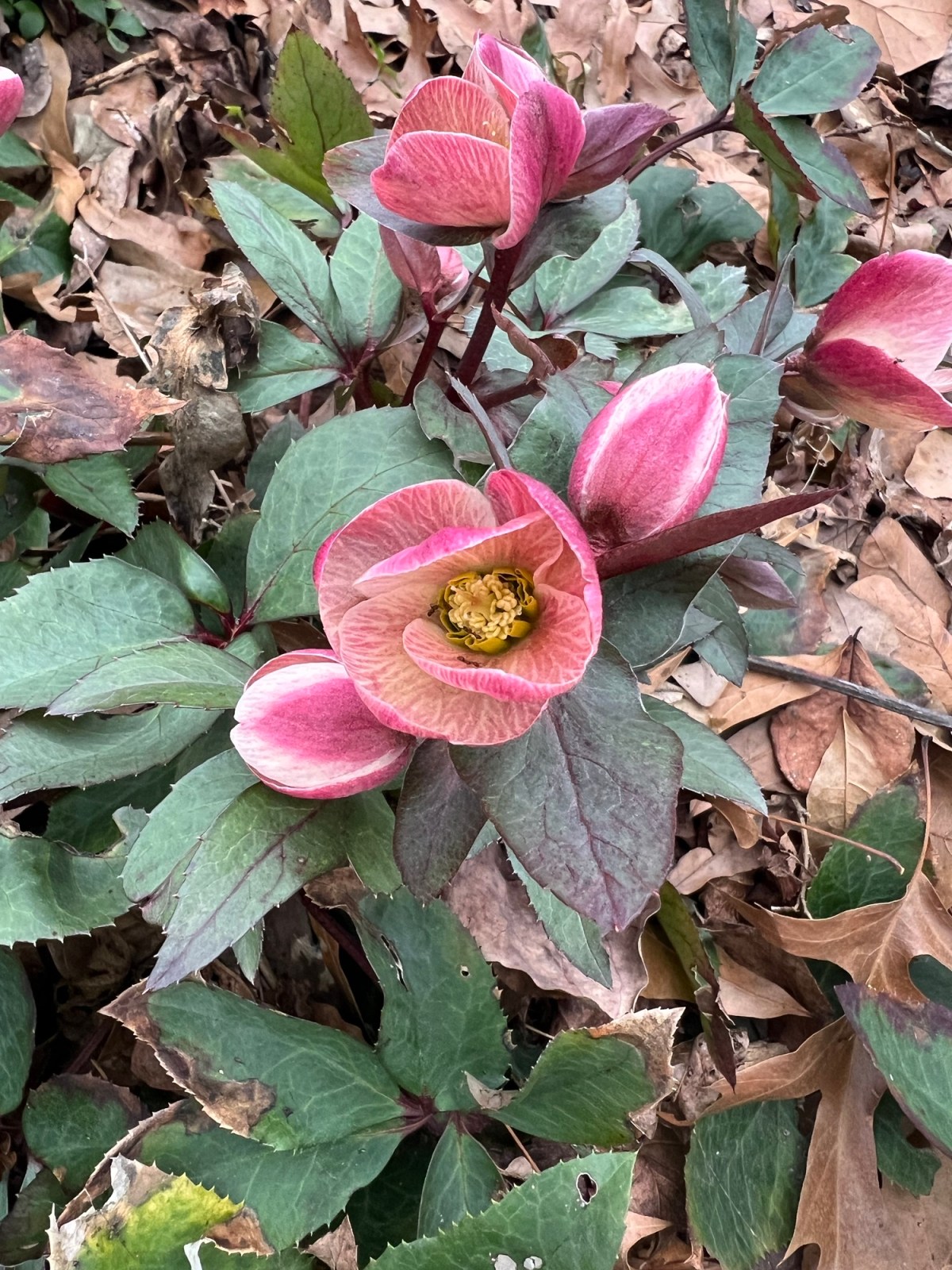 Mid-Winter 9 Feb&nbsp;2024