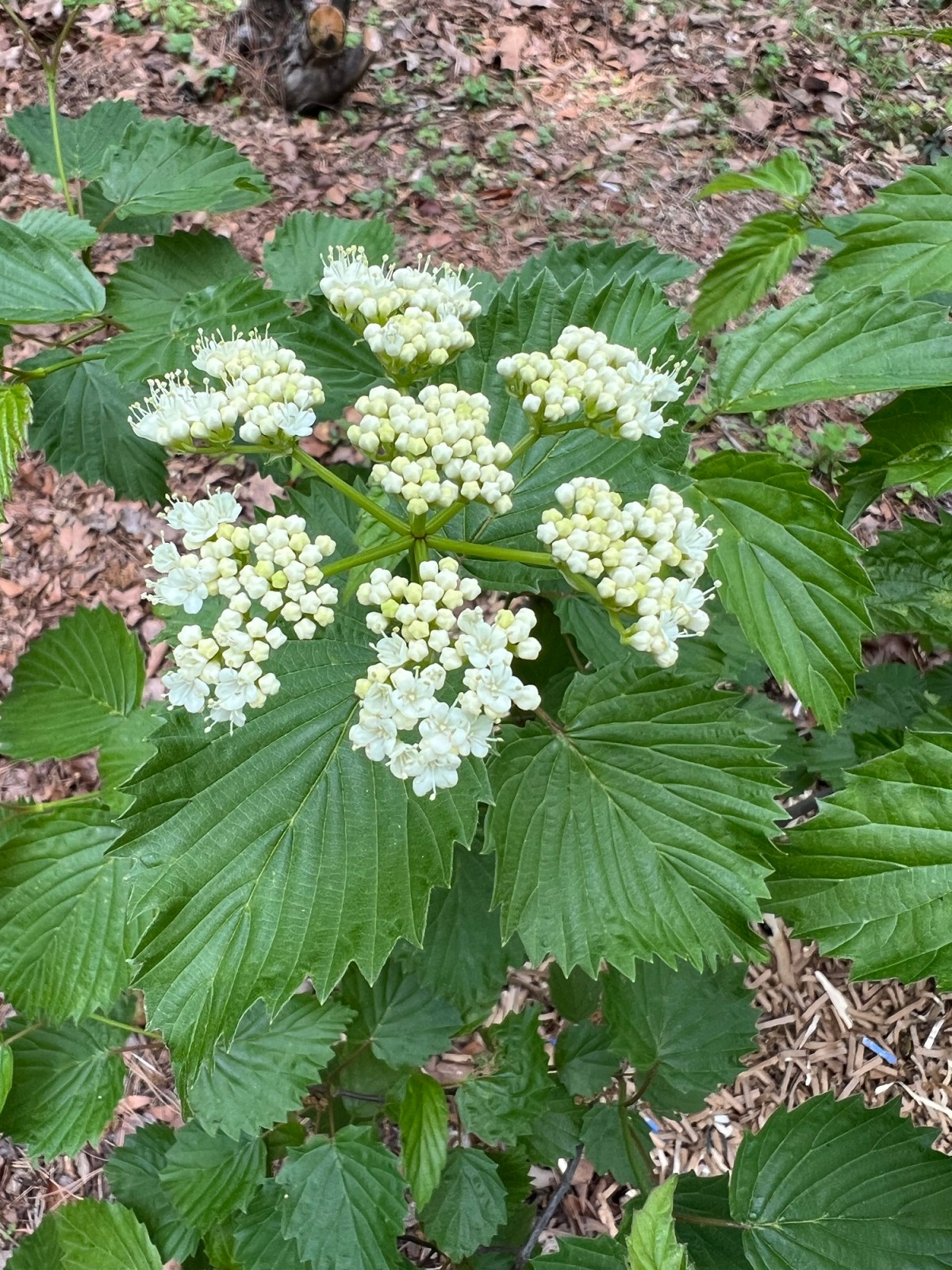 Joy of Spring and April&nbsp;Showers