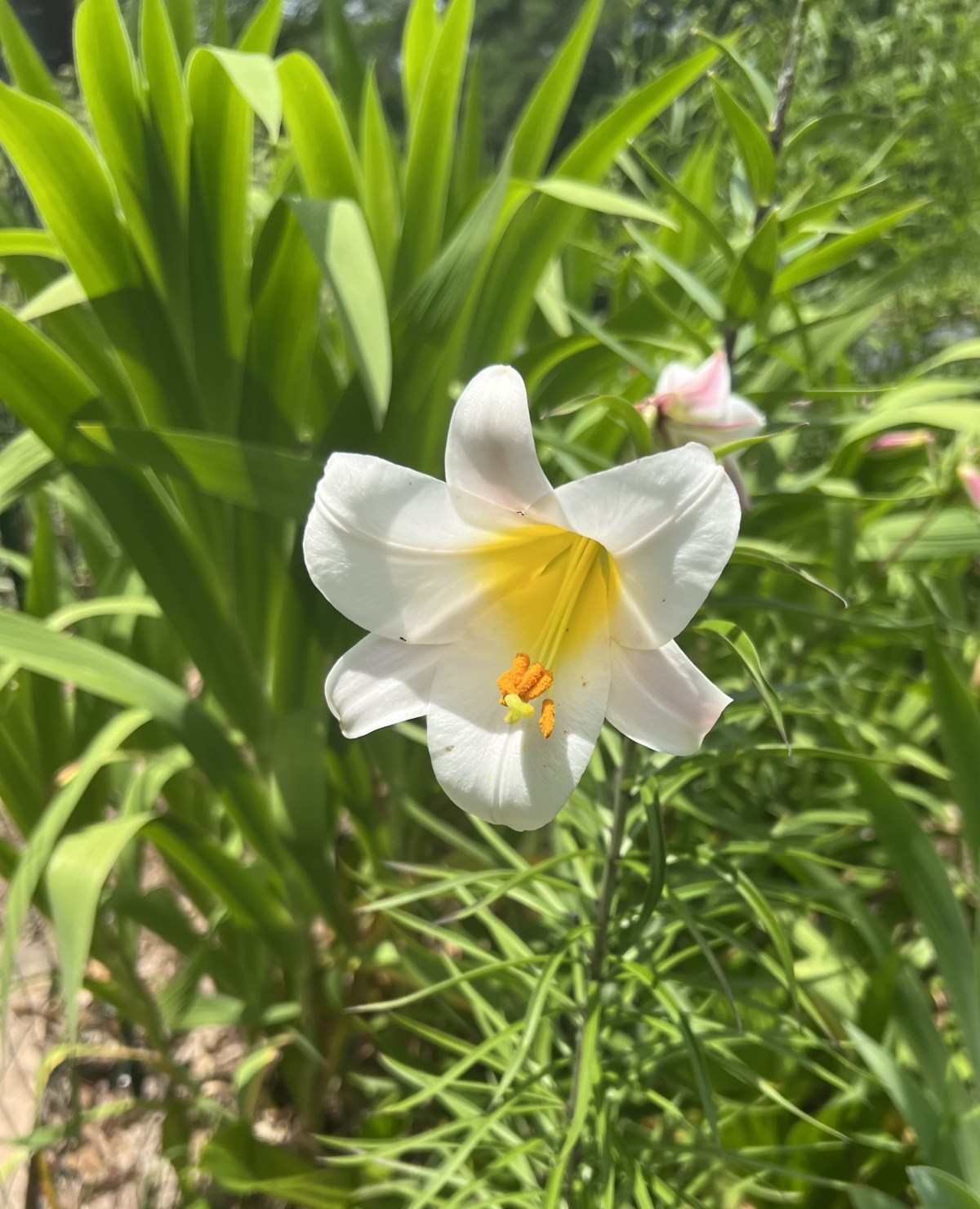 Memorial Day Weekend