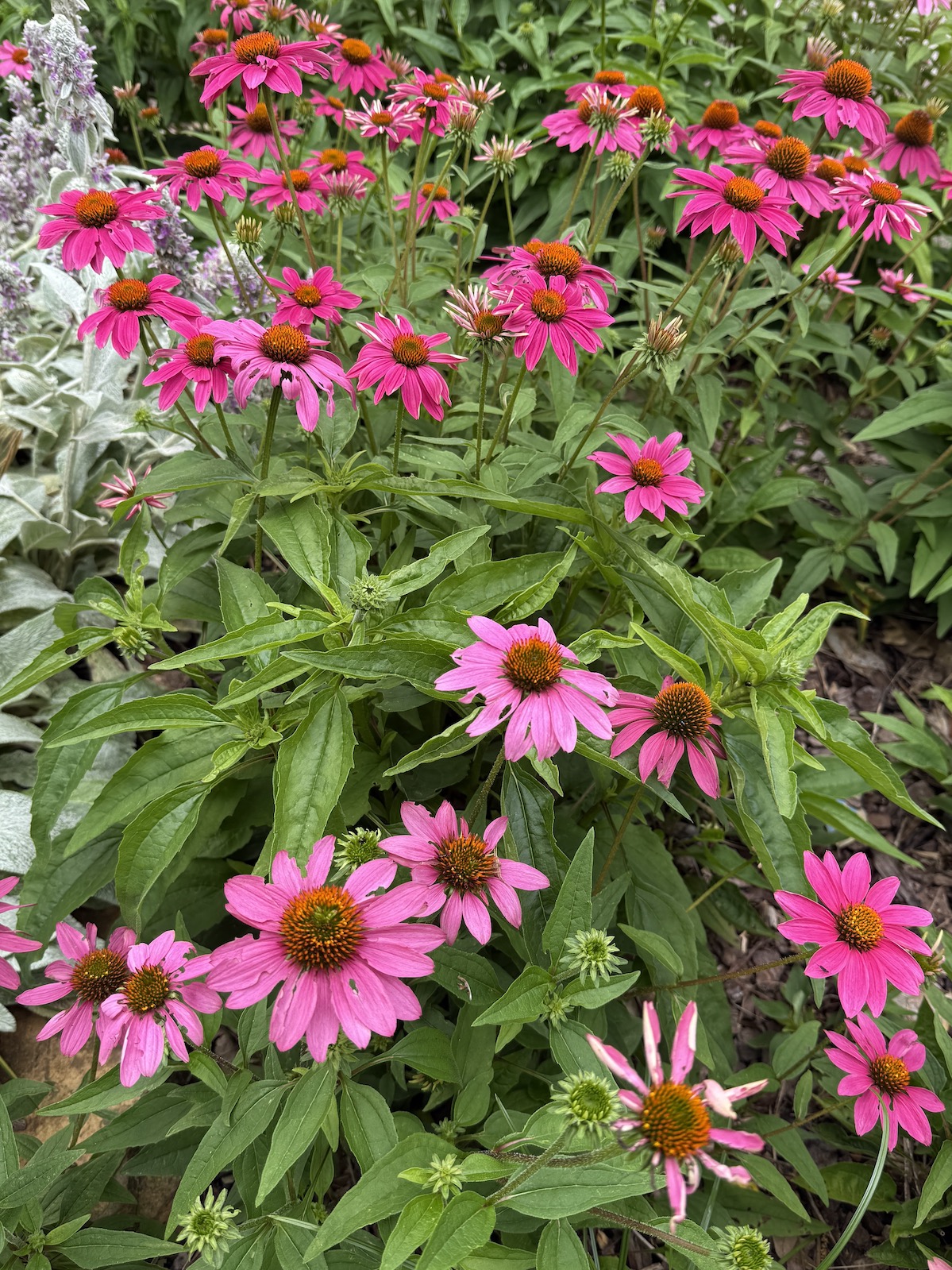Summer Perennial Beauty 30 May