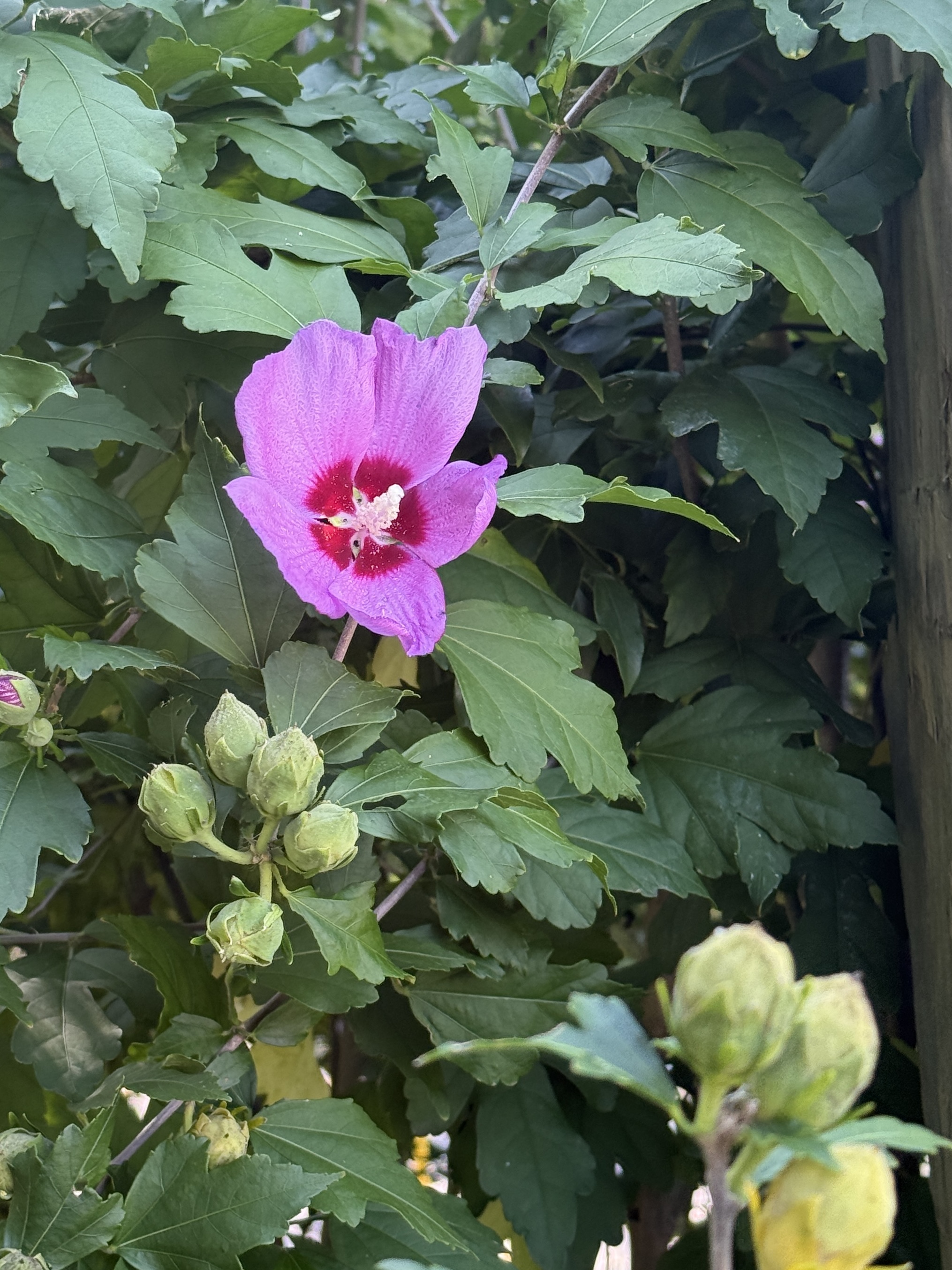 6 Beautiful Garden Photos that Inspired My Planting This Week          8 August 2025