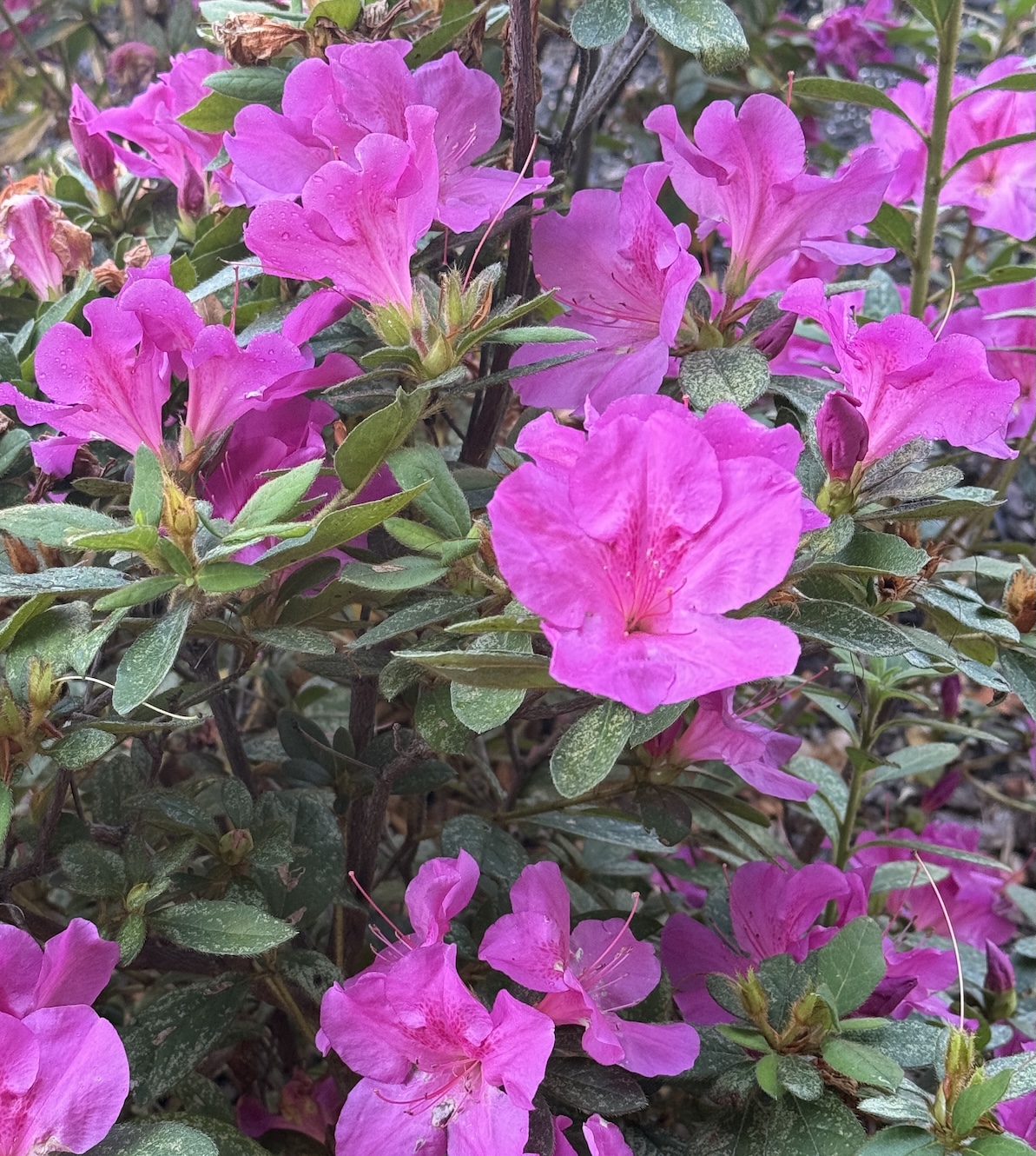Fall Bloomers in the Heat and the Drought 19 Sept 2025
