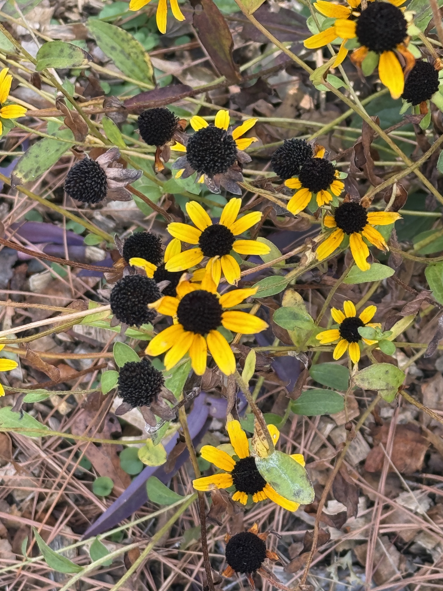 Bright October Fall Flowers 24 October 2025