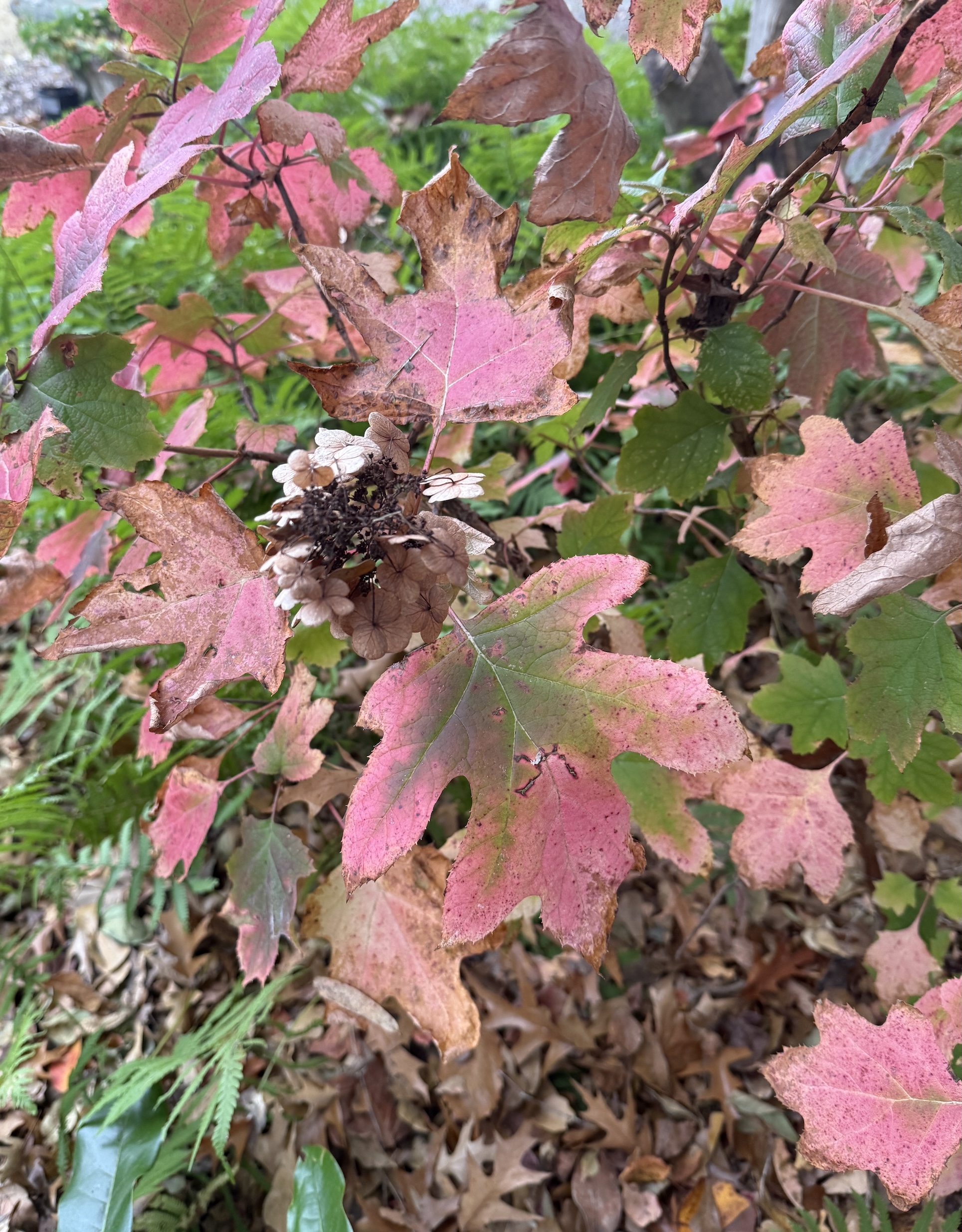 Autumn Colors 21 Nov 2025