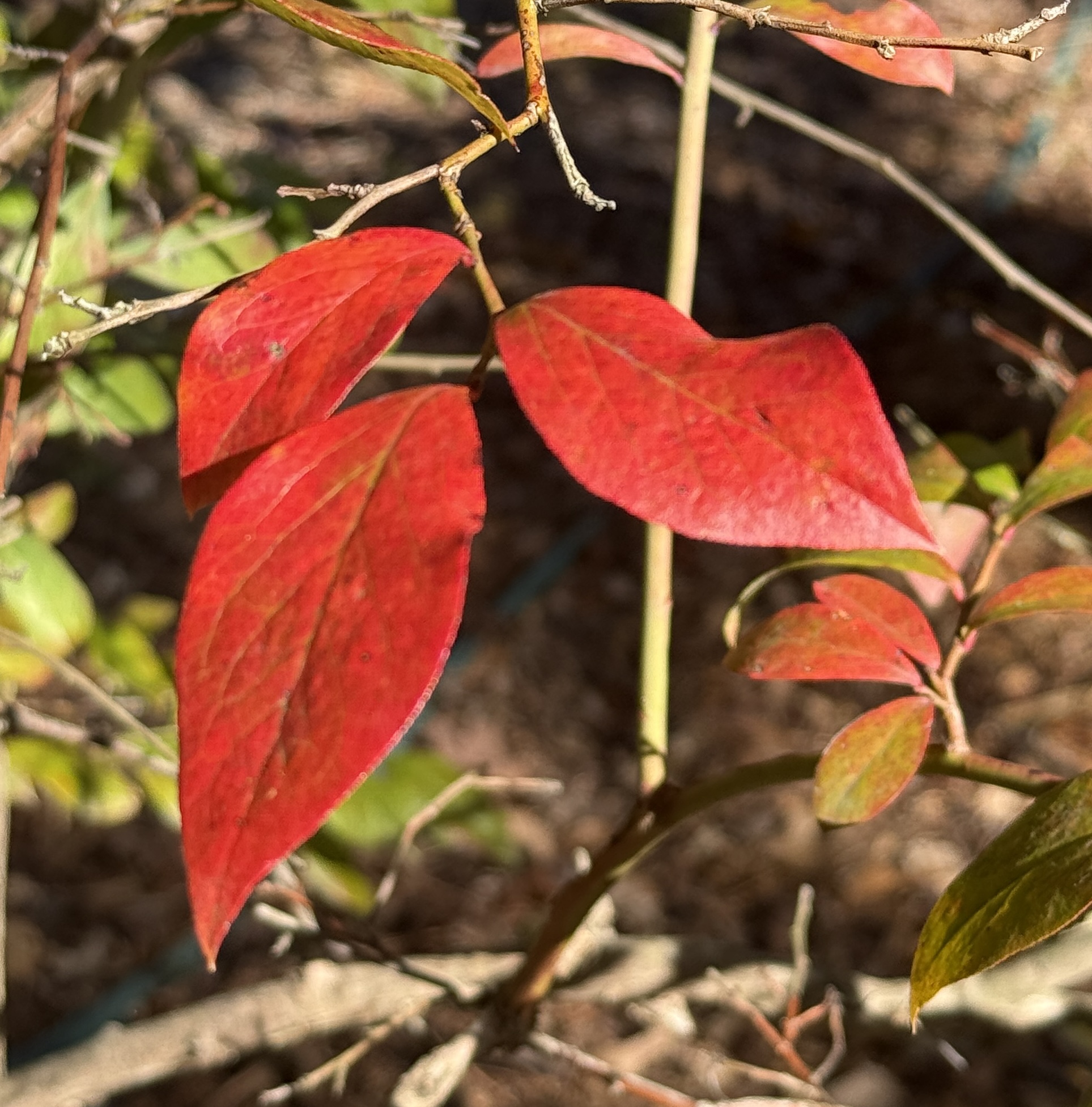 Autumn Colors 7 November 2025