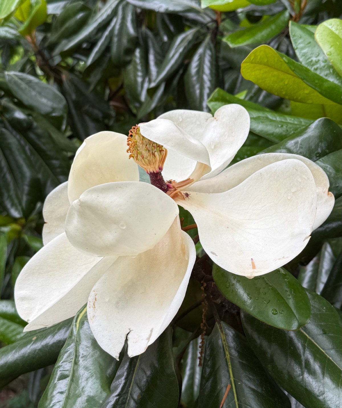 Petals At The Corner 8 March